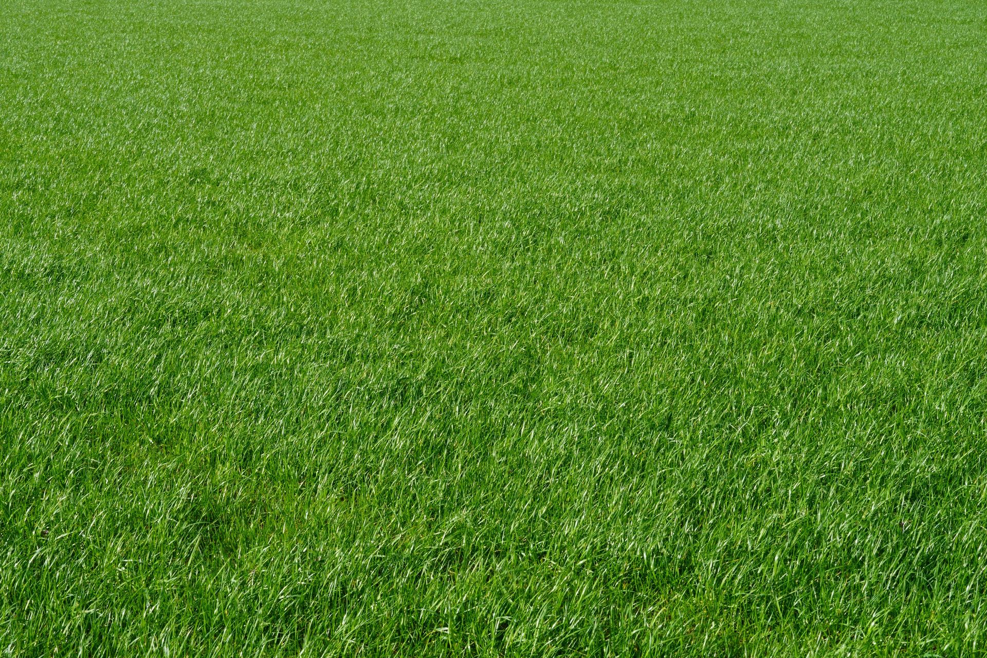 Expansive view of a lush green grass field, perfect for nature themes.