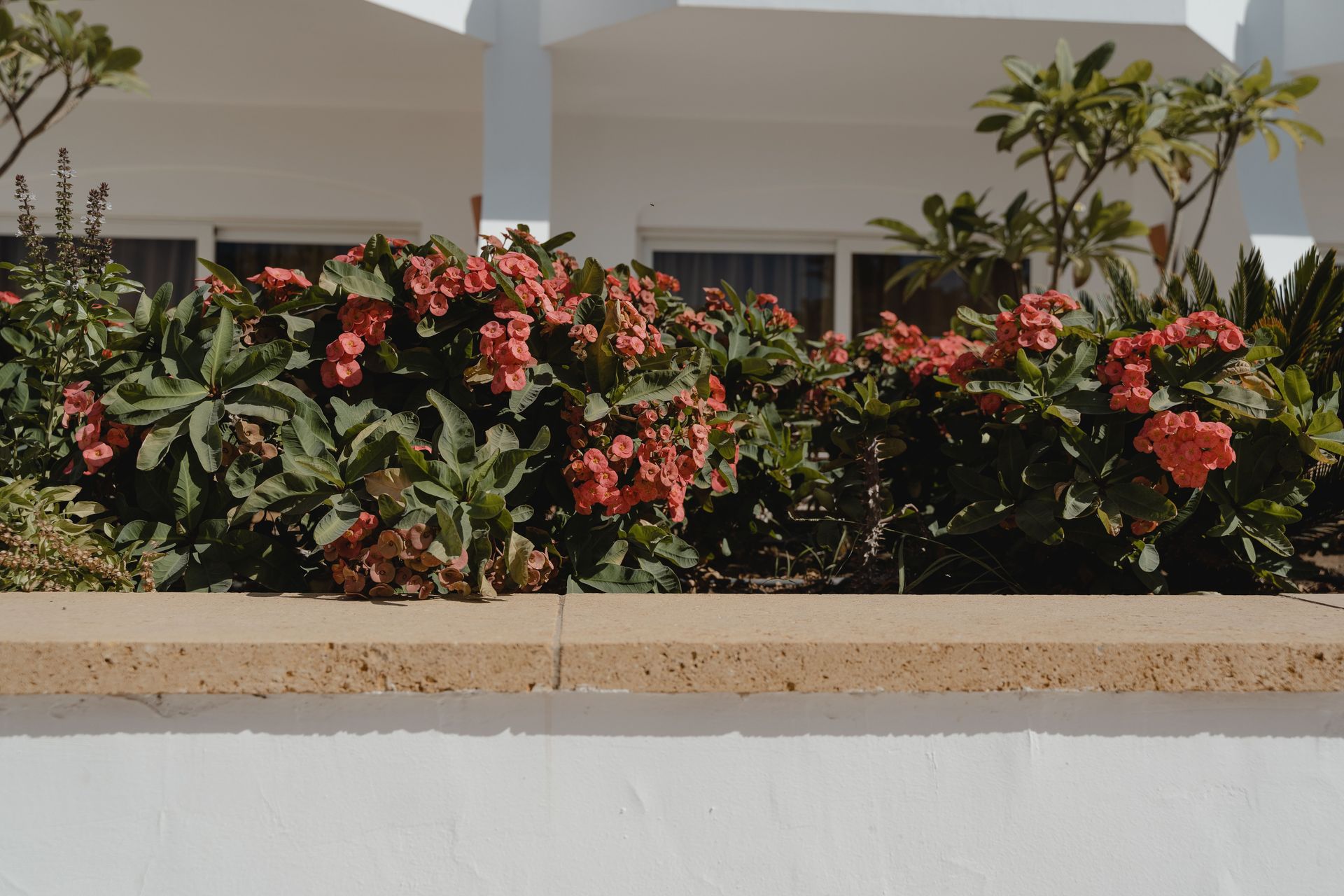 Bright pink flowers on a concrete terrace against a white building backdrop.